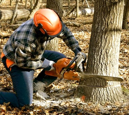 Tree Removal in Mclean, TX